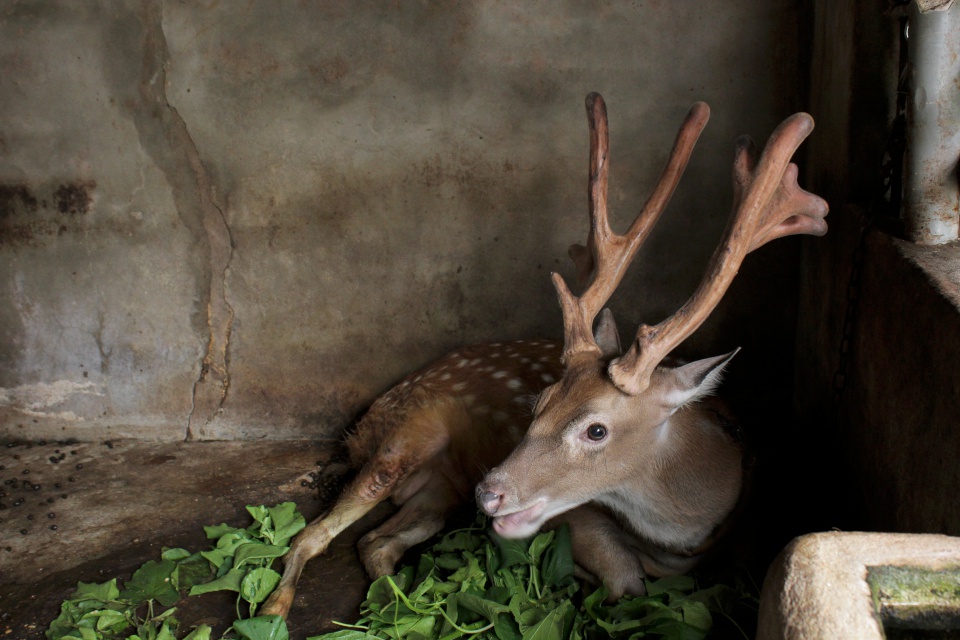 阿德家養的鹿(以前)